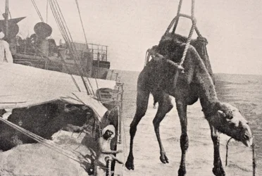 Verladung eines Kamels vom Schiff an Land im Persischen Golf, 1915, aus 